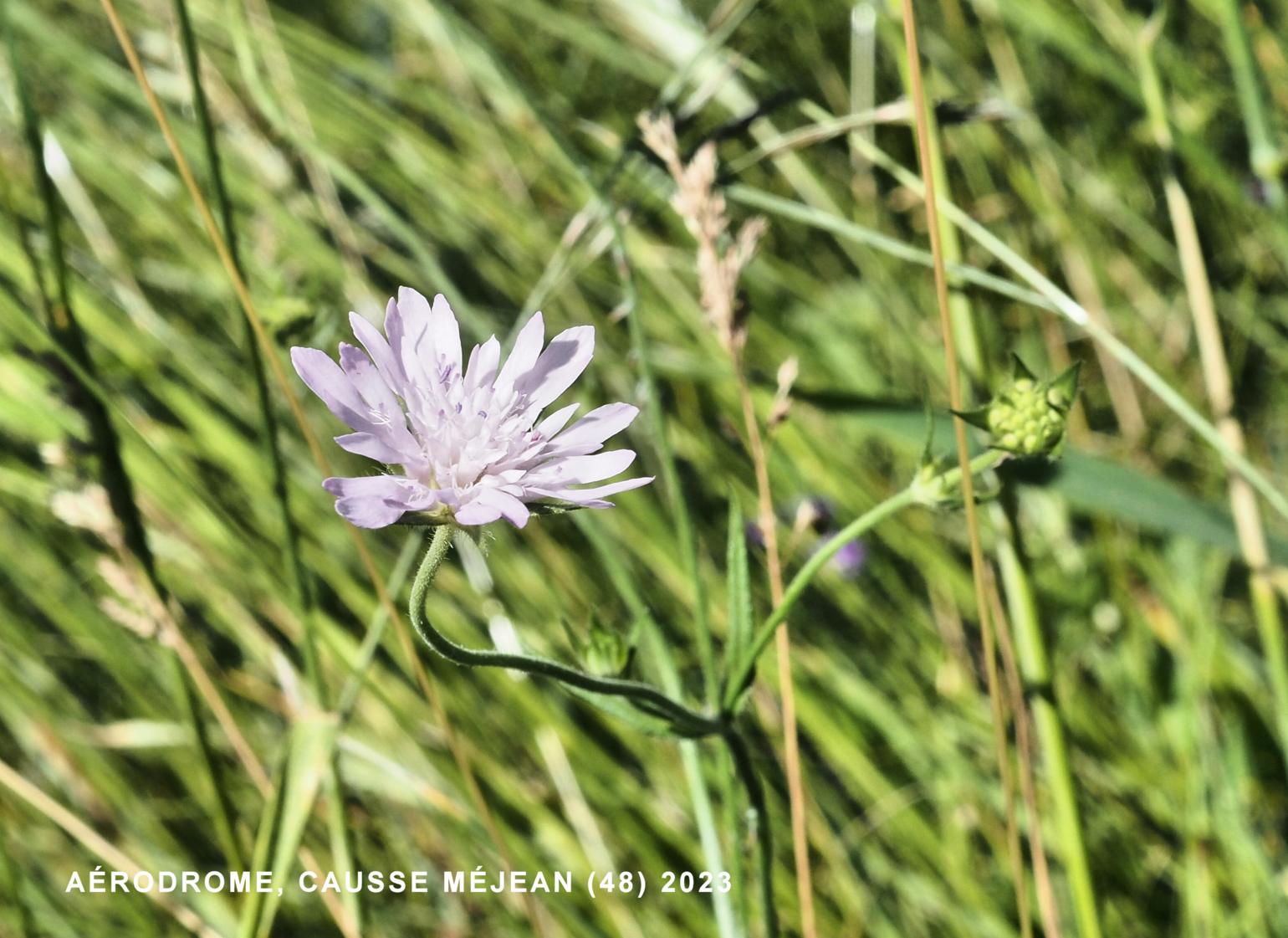 Scabious, Whole-leaved